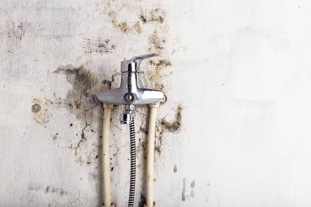 Professional Mold Remediation in La Vernia, TX
