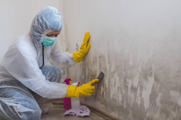 Best Attic Mold Remediation in La Vernia, TX