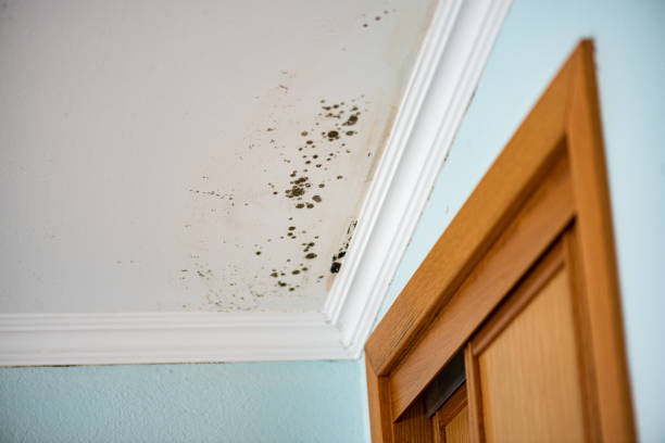 Best Residential Mold Remediation in La Vernia, TX