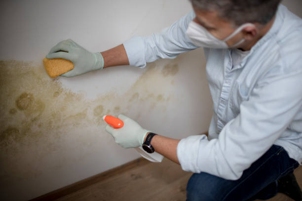 Best Bathroom Mold Remediation in La Vernia, TX