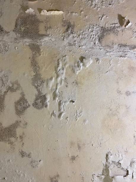 Best Emergency Mold Remediation in La Vernia, TX