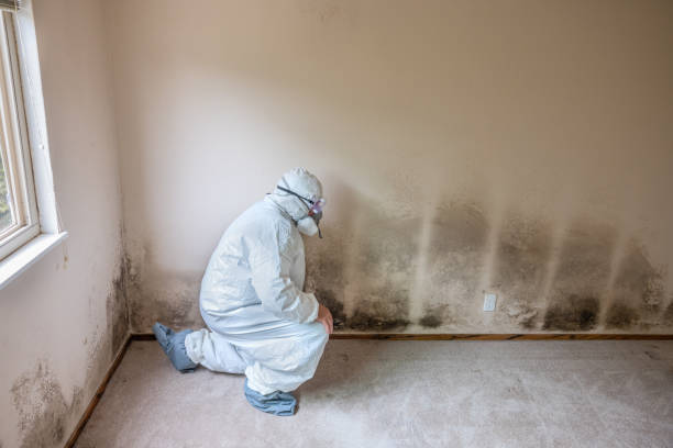 Best Mold Testing and Inspection Services in La Vernia, TX