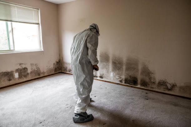 Best White Mold Remediation in La Vernia, TX